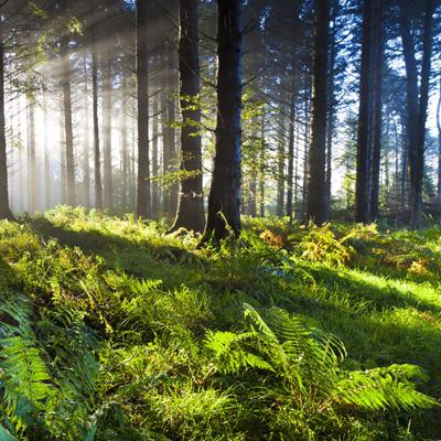 加拿大pc试玩平台下载手机版