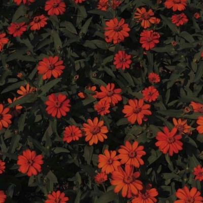 澳门太阳游戏网站